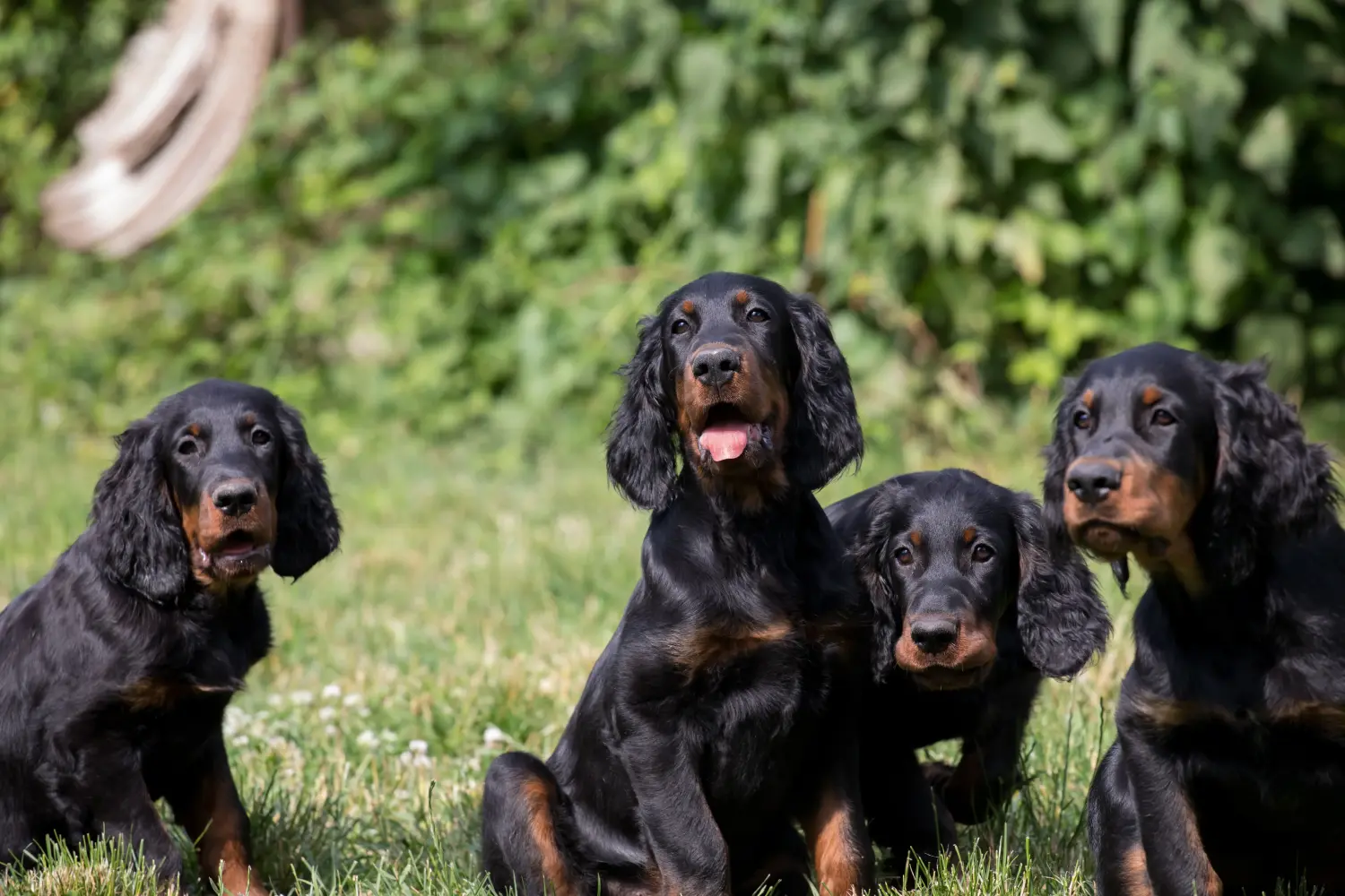 Bir Gordon Setter yavrusu satın almak sorumluluk almak demektir! Gordon Setter yavru köpek satın alın.