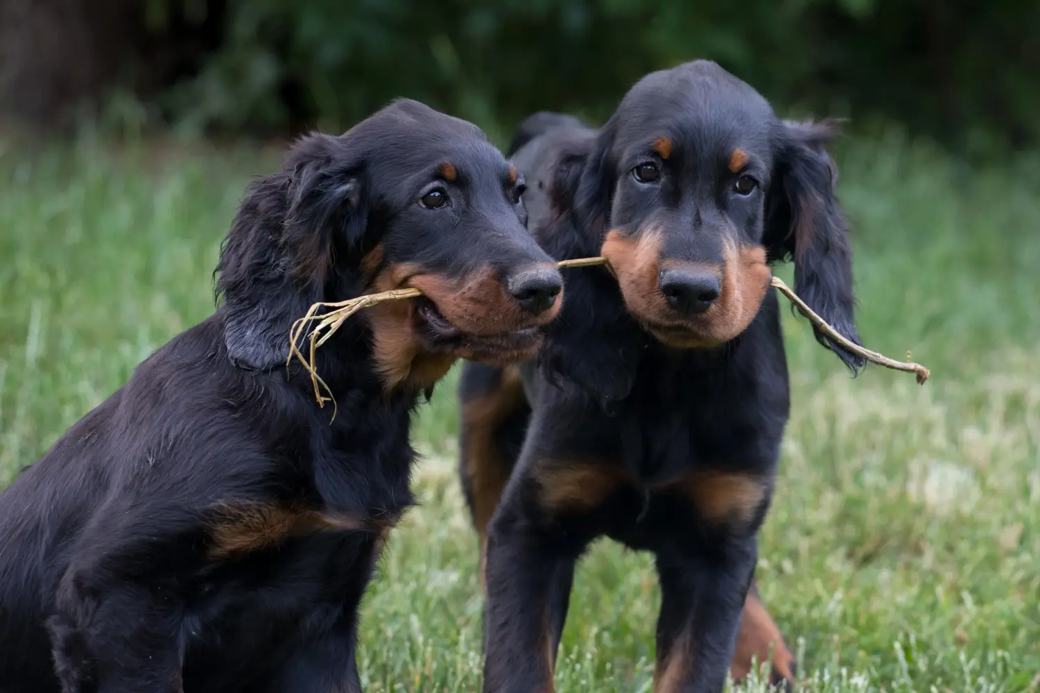Bir Gordon Setter yavrusu satın almak sorumluluk almak demektir! Gordon Setter yavru köpek satın alın.