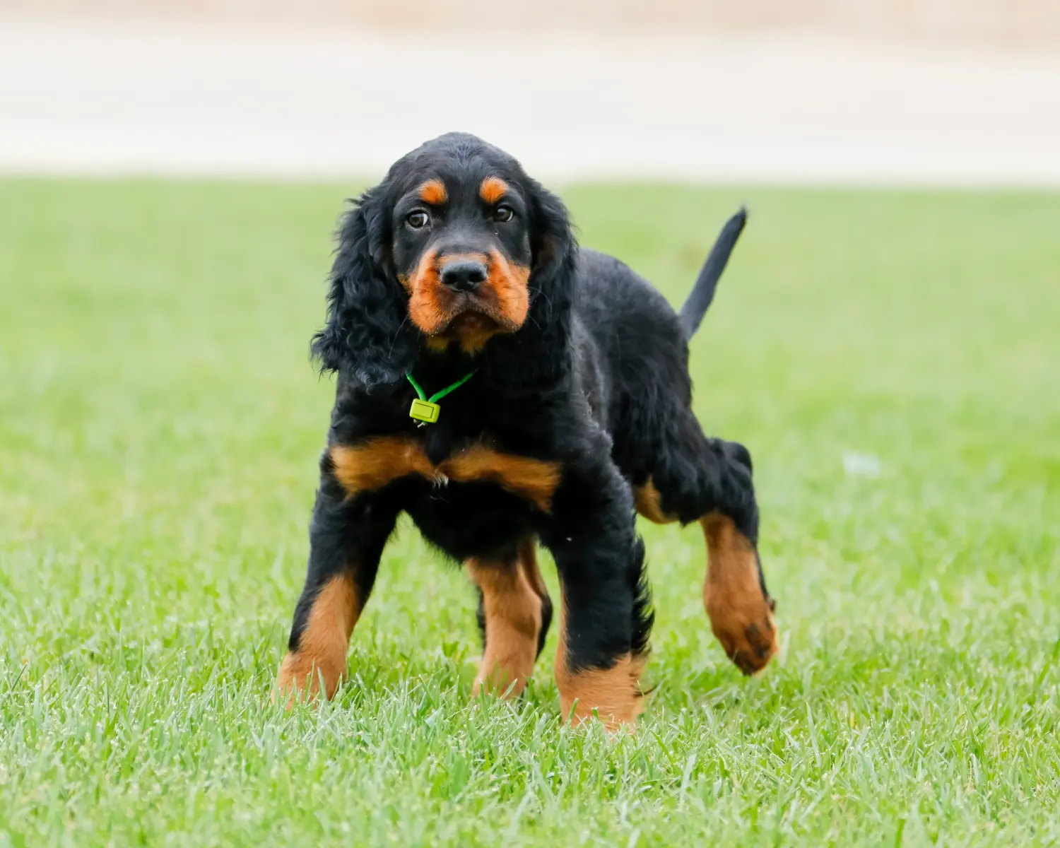 Bir Gordon Setter yavrusu satın almak sorumluluk almak demektir! Gordon Setter yavru köpek satın alın.