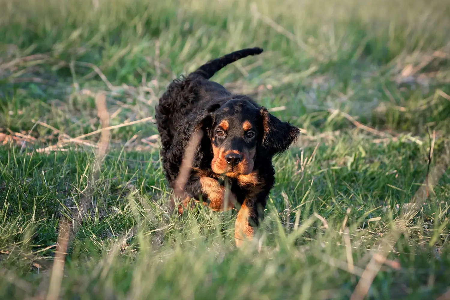 Bir Gordon Setter yavrusu satın almak sorumluluk almak demektir! Gordon Setter yavru köpek satın alın.