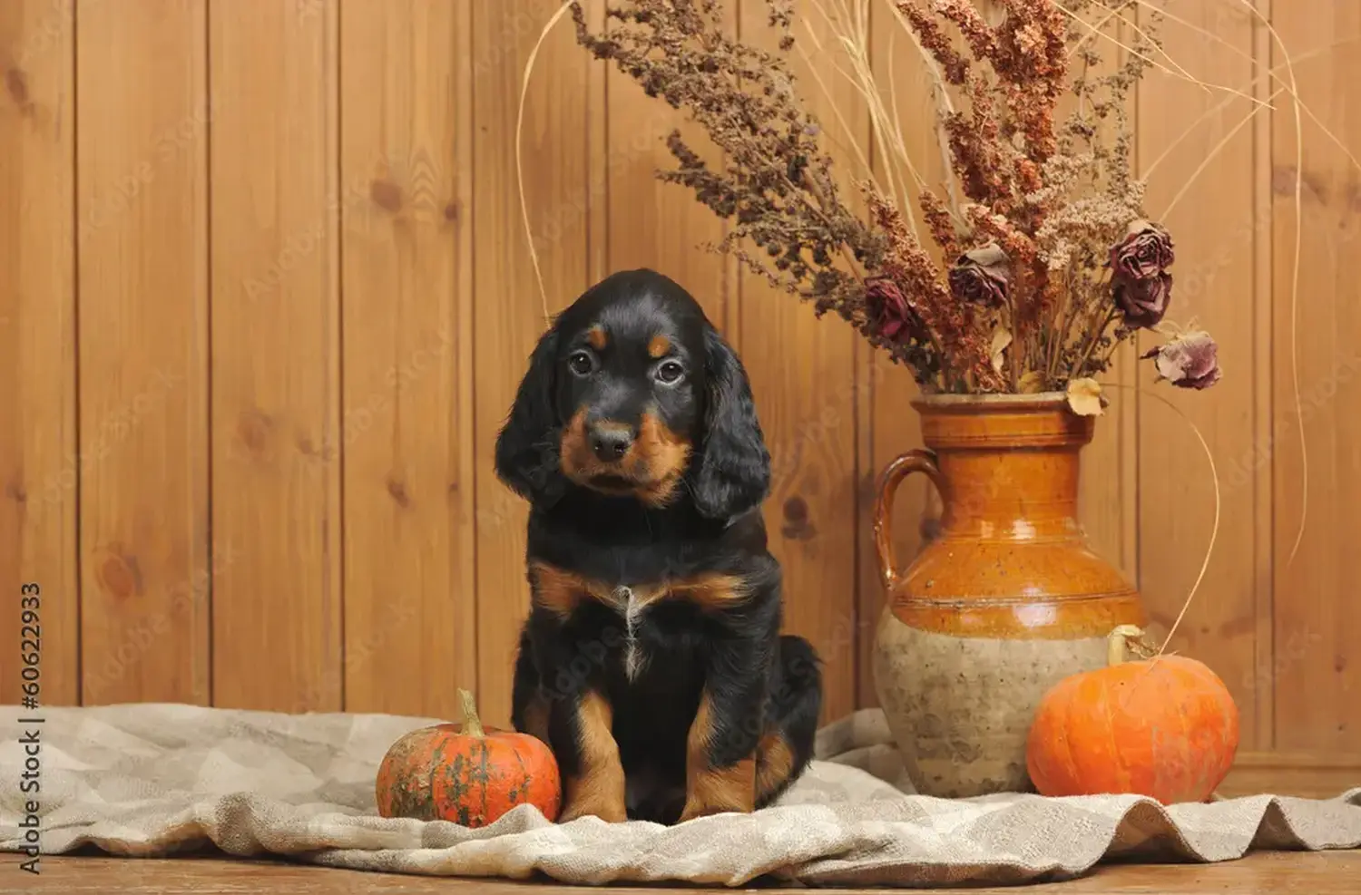 Bir Gordon Setter yavrusu satın almak sorumluluk almak demektir! Gordon Setter yavru köpek satın alın.