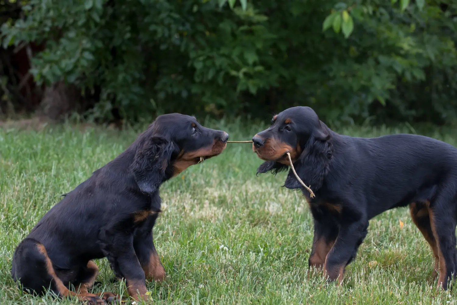 Bir Gordon Setter yavrusu satın almak sorumluluk almak demektir! Gordon Setter yavru köpek satın alın.