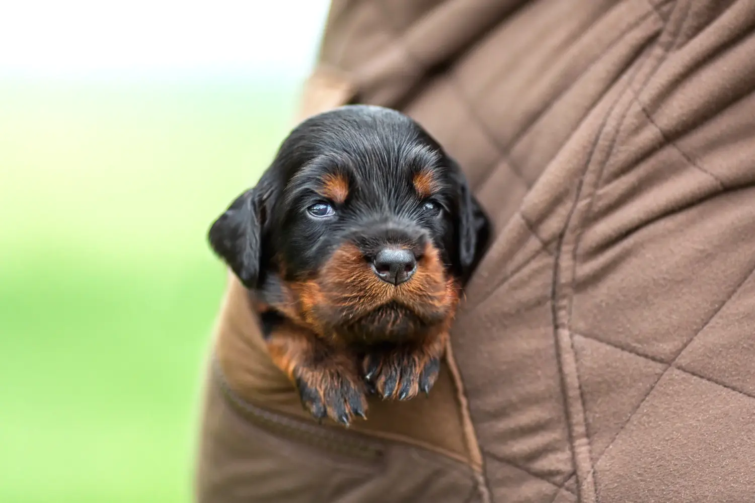Bir Gordon Setter yavrusu satın almak sorumluluk almak demektir! Gordon Setter yavru köpek satın alın.