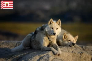 Read more about the article Bremen’de Grönland köpeği yetiştiricileri ve yavruları