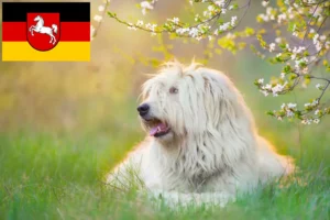Read more about the article Aşağı Saksonya’da Güney Rus Ovtcharka yetiştiricisi ve yavru köpekler
