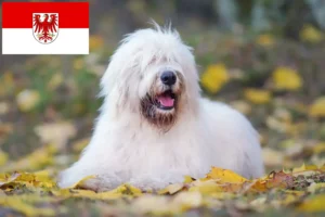 Read more about the article Brandenburg’da Güney Rus Ovtcharka yetiştiricisi ve yavru köpekler