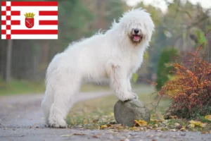 Read more about the article Bremen’de Güney Rus Ovtcharka yetiştiricisi ve yavru köpekler