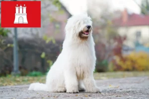 Read more about the article Hamburg’da Güney Rus Ovtcharka yetiştiricisi ve yavru köpekler