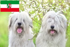 Read more about the article Kuzey Ren-Vestfalya’da Güney Rus Ovtcharka yetiştiricisi ve yavru köpekler