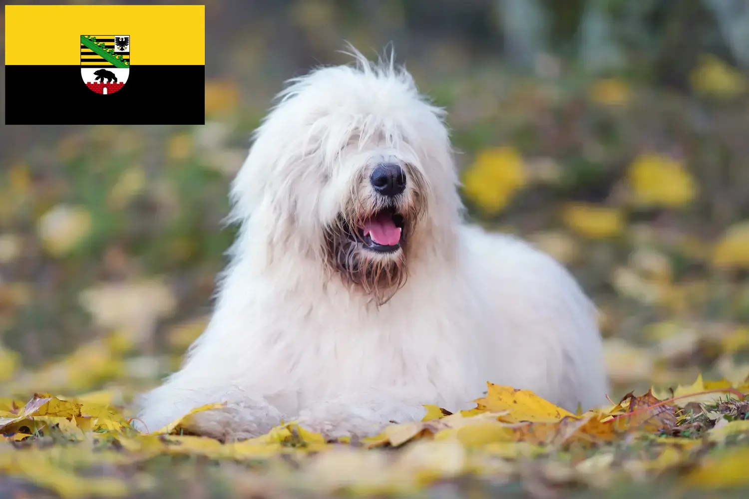 Read more about the article Saksonya-Anhalt’da Güney Rus Ovtcharka yetiştiricisi ve yavru köpekler