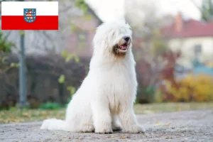 Read more about the article Thüringen’de Güney Rus Ovtcharka yetiştiricisi ve köpek yavruları