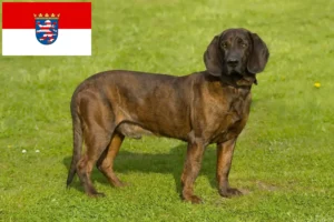 Read more about the article Hessen’de Hannoverscher Schweißhund yetiştiricileri ve köpek yavruları