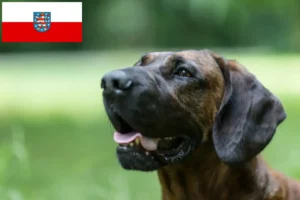 Read more about the article Thüringen’de Hannoverscher Schweißhund yetiştiricileri ve köpek yavruları