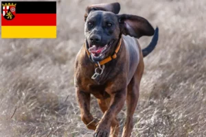 Read more about the article Rheinland-Pfalz’da Hannoverscher Schweißhund yetiştiricileri ve köpek yavruları