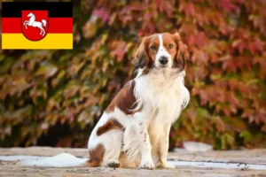Read more about the article Aşağı Saksonya’daki Hollanda Kooikerhondje yetiştiricileri ve köpek yavruları