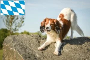 Read more about the article Bavyera’daki Hollanda Kooikerhondje yetiştiricileri ve köpek yavruları