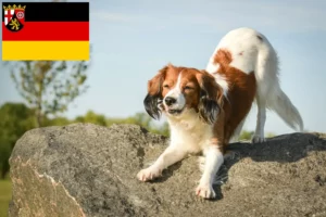 Read more about the article Rheinland-Pfalz’da Hollandalı Kooikerhondje yetiştiricileri ve köpek yavruları