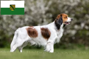 Read more about the article Saksonya’daki Hollanda Kooikerhondje yetiştiricileri ve köpek yavruları