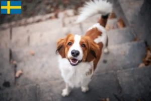 Read more about the article İsveç’te Hollandalı Kooikerhondje yetiştiricileri ve yavru köpekler