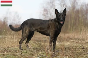 Read more about the article Macaristan’da Hollandse Herdershond yetiştiricileri ve köpek yavruları