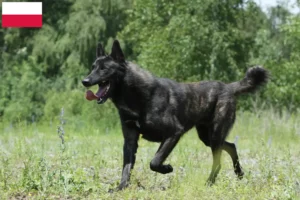 Read more about the article Polonya’da Hollandse Herdershond yetiştiricileri ve köpek yavruları