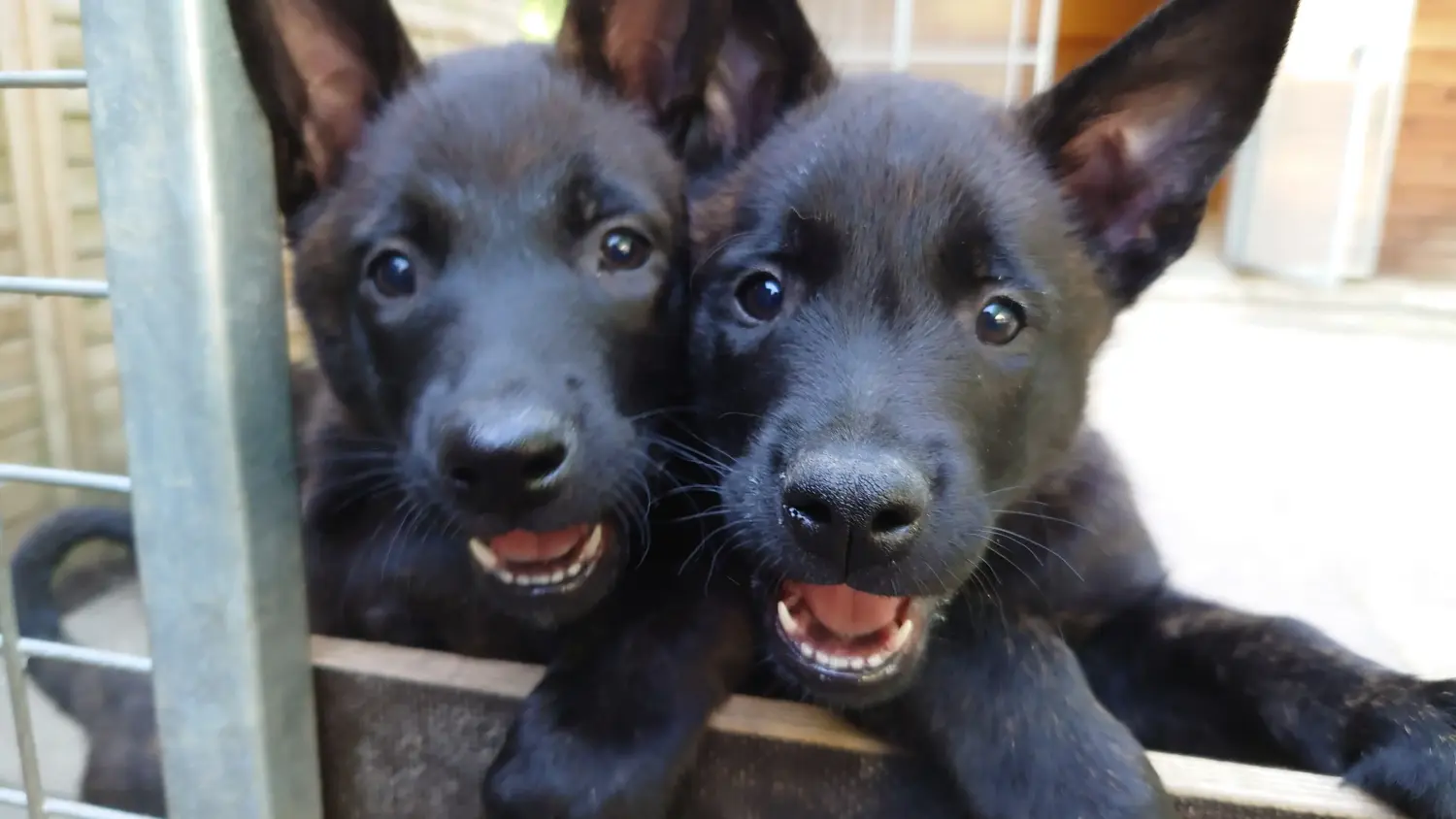 Hollandse Herdershond yavrusu satın almak sorumluluk almak demektir! Hollandse Herdershond yavru köpek satın alın.