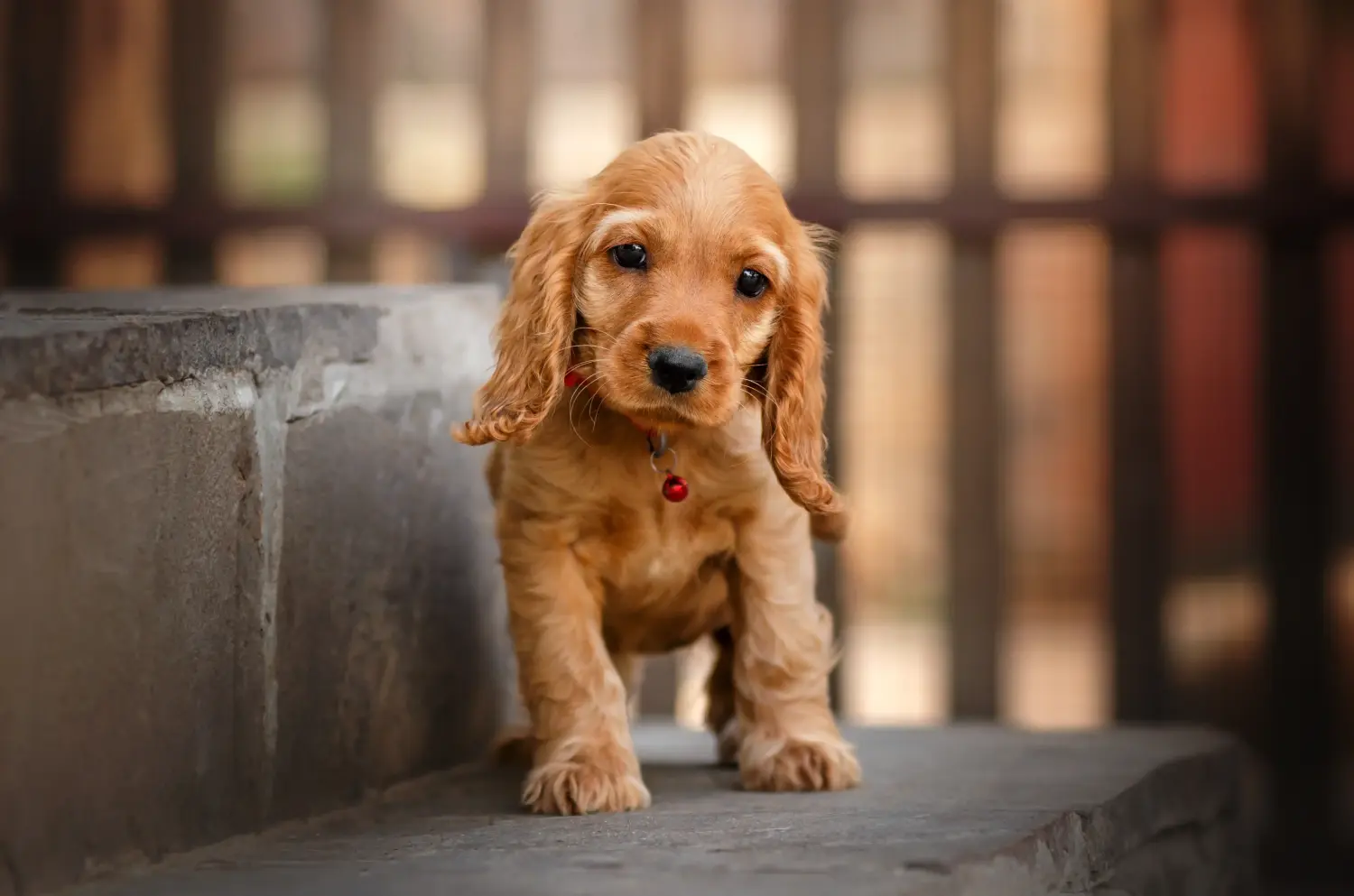 Bir İngiliz Cocker Spaniel yavrusu satın almak sorumluluk almak demektir! İngiliz Cocker Spaniel yavruları satın alın.