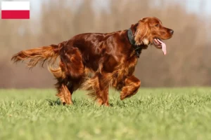 Read more about the article Polonya’da İrlanda Kırmızı Seteri yetiştiricileri ve köpek yavruları