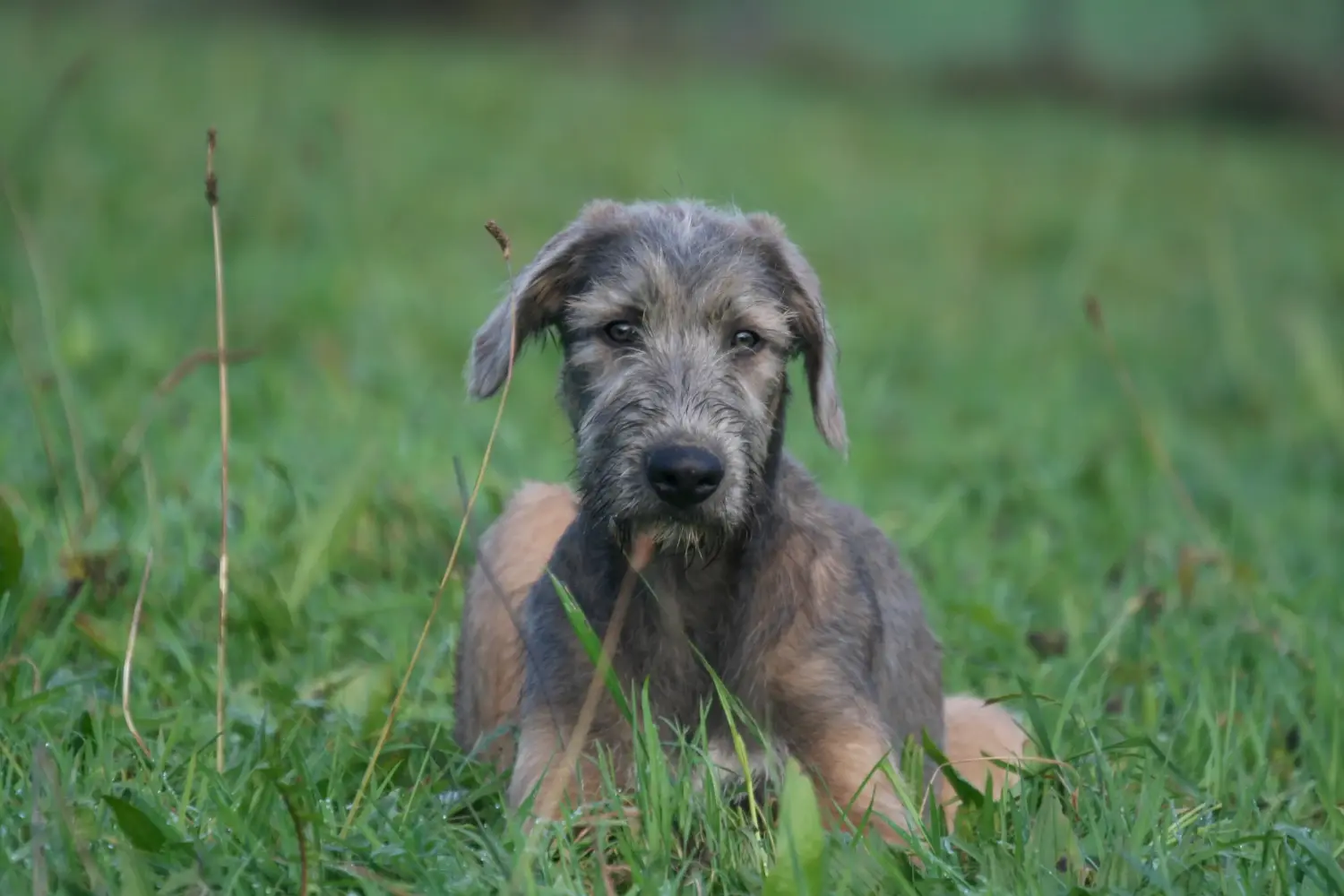 Bir İrlanda Kurt Köpeği yavrusu satın almak sorumluluk almak demektir! İrlanda Kurt Köpeği yavruları satın alın.