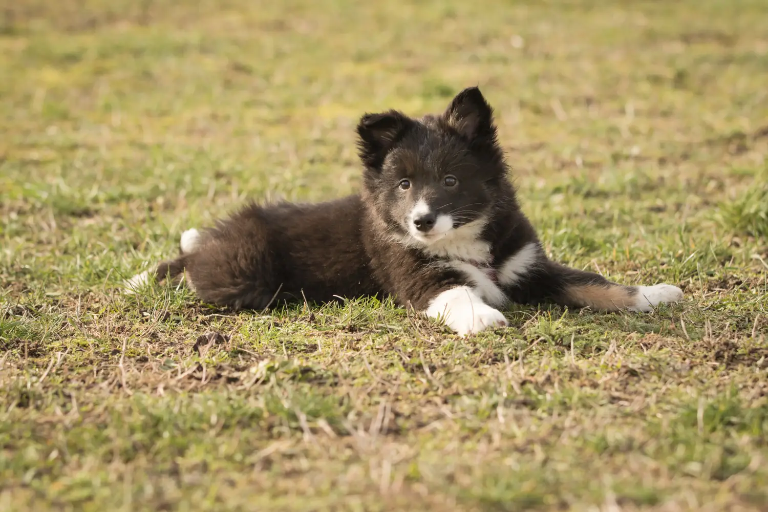 Yavru bir İzlanda köpeği satın almak sorumluluk almak demektir! İzlandalı köpek yavruları satın alın.