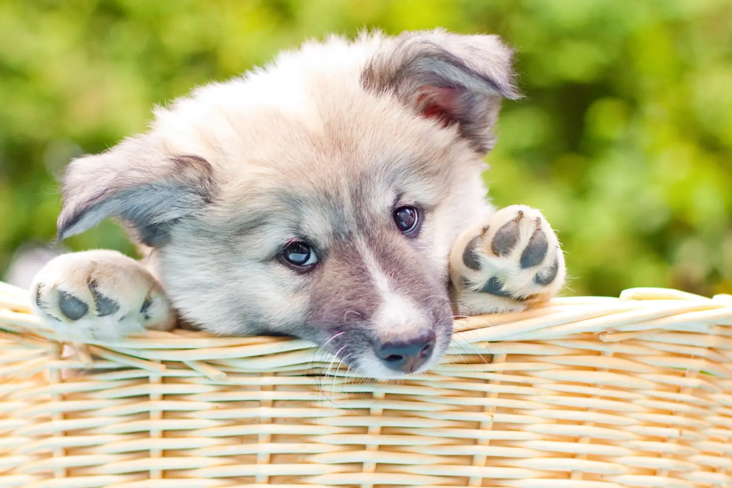 Yavru bir İzlanda köpeği satın almak sorumluluk almak demektir! İzlandalı köpek yavruları satın alın.