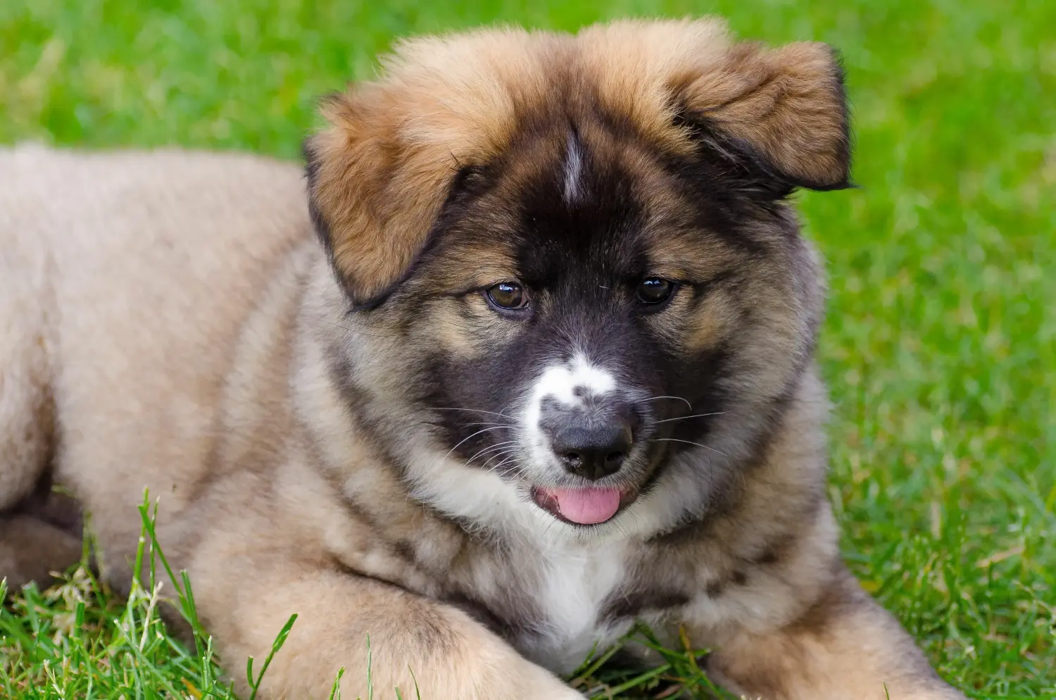 Yavru bir İzlanda köpeği satın almak sorumluluk almak demektir! İzlandalı köpek yavruları satın alın.