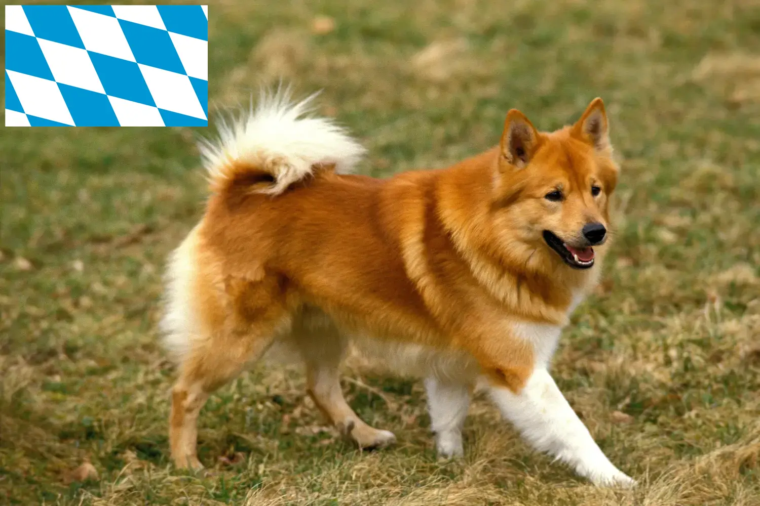 İzlandalı köpek yavruları ve yetiştiricileri Bavyera Burada Bavyera'daki İzlandalı köpek yetiştiricilerini bulabilirsiniz.