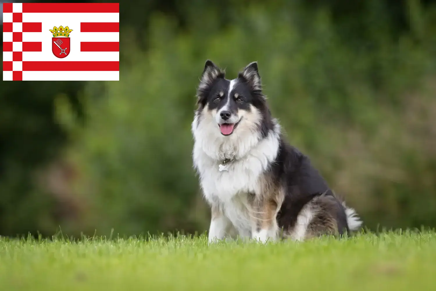 Read more about the article Bremen’de İzlandalı köpek yetiştiricisi ve yavruları