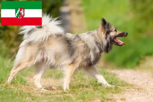 Read more about the article Kuzey Ren-Vestfalya’daki İzlandalı köpek yetiştiricileri ve yavruları
