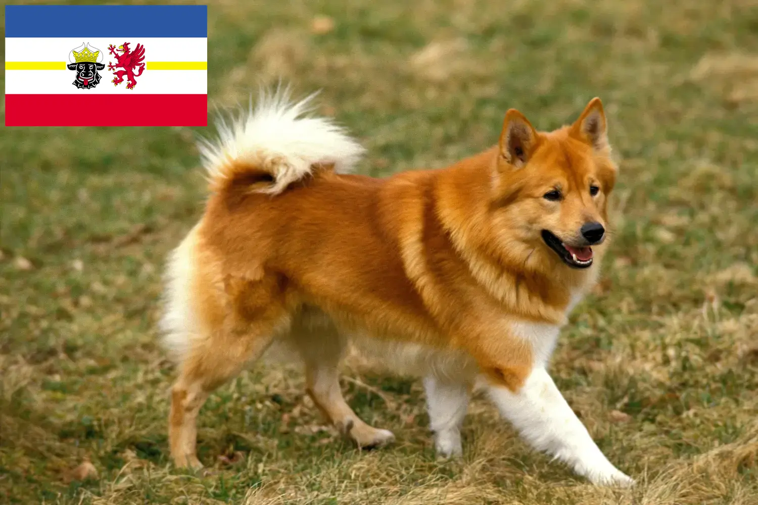 Read more about the article Mecklenburg-Vorpommern’deki İzlandalı köpek yetiştiricileri ve yavruları