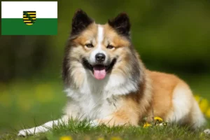 Read more about the article Saksonya’daki İzlandalı köpek yetiştiricileri ve yavruları