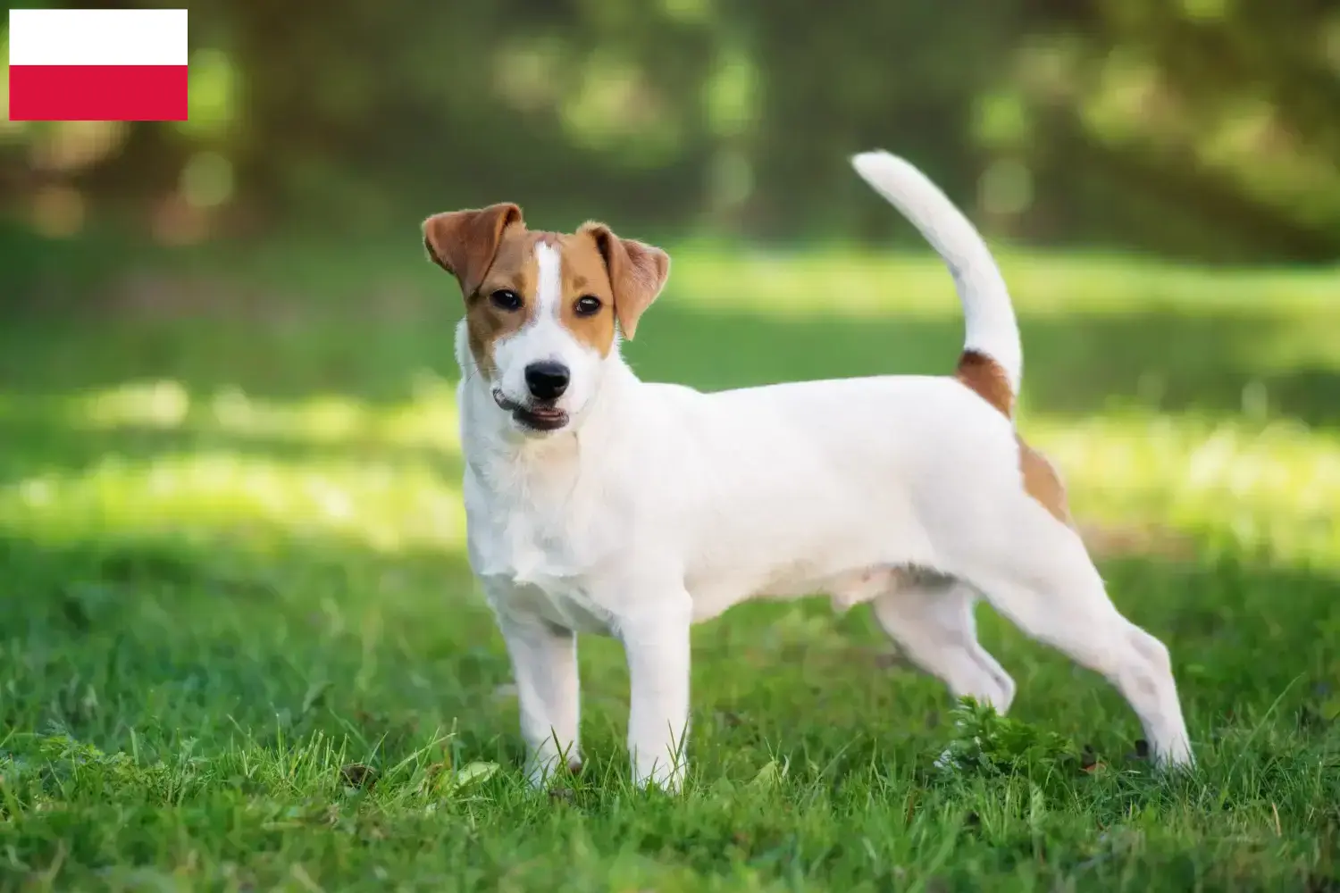 Read more about the article Polonya’da Jack Russell yetiştiricileri ve köpek yavruları