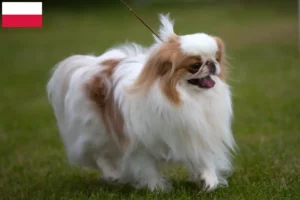 Read more about the article Polonya’da Japon Çenesi yetiştiricileri ve yavru köpekler