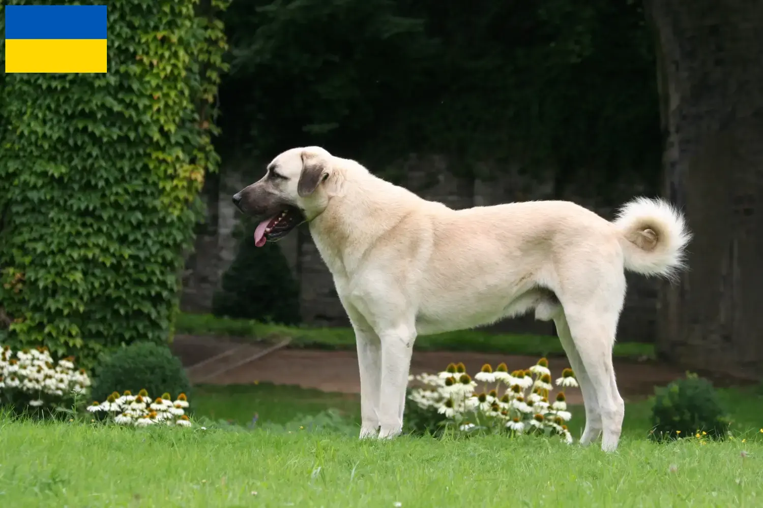 Read more about the article Ukrayna’da Kangal yetiştiricileri ve köpek yavruları