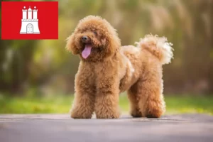 Read more about the article Hamburg’da kaniş yetiştiricileri ve köpek yavruları