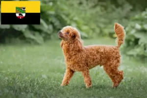 Read more about the article Saxony-Anhalt’da kaniş yetiştiricileri ve köpek yavruları