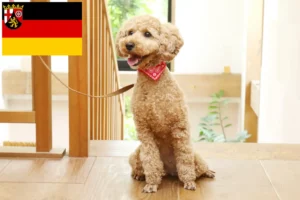 Read more about the article Rhineland-Palatinate’de kaniş yetiştiricileri ve köpek yavruları