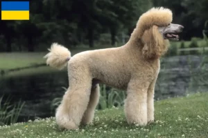 Read more about the article Ukrayna’da kaniş yetiştiricileri ve köpek yavruları
