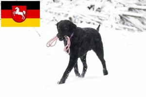 Read more about the article Aşağı Saksonya’da Curly Coated Retriever yetiştiricileri ve köpek yavruları