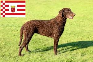 Read more about the article Bremen’de Curly Coated Retriever yetiştiricileri ve köpek yavruları