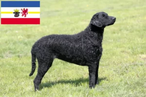 Read more about the article Mecklenburg-Vorpommern’de Curly Coated Retriever yetiştiricileri ve köpek yavruları