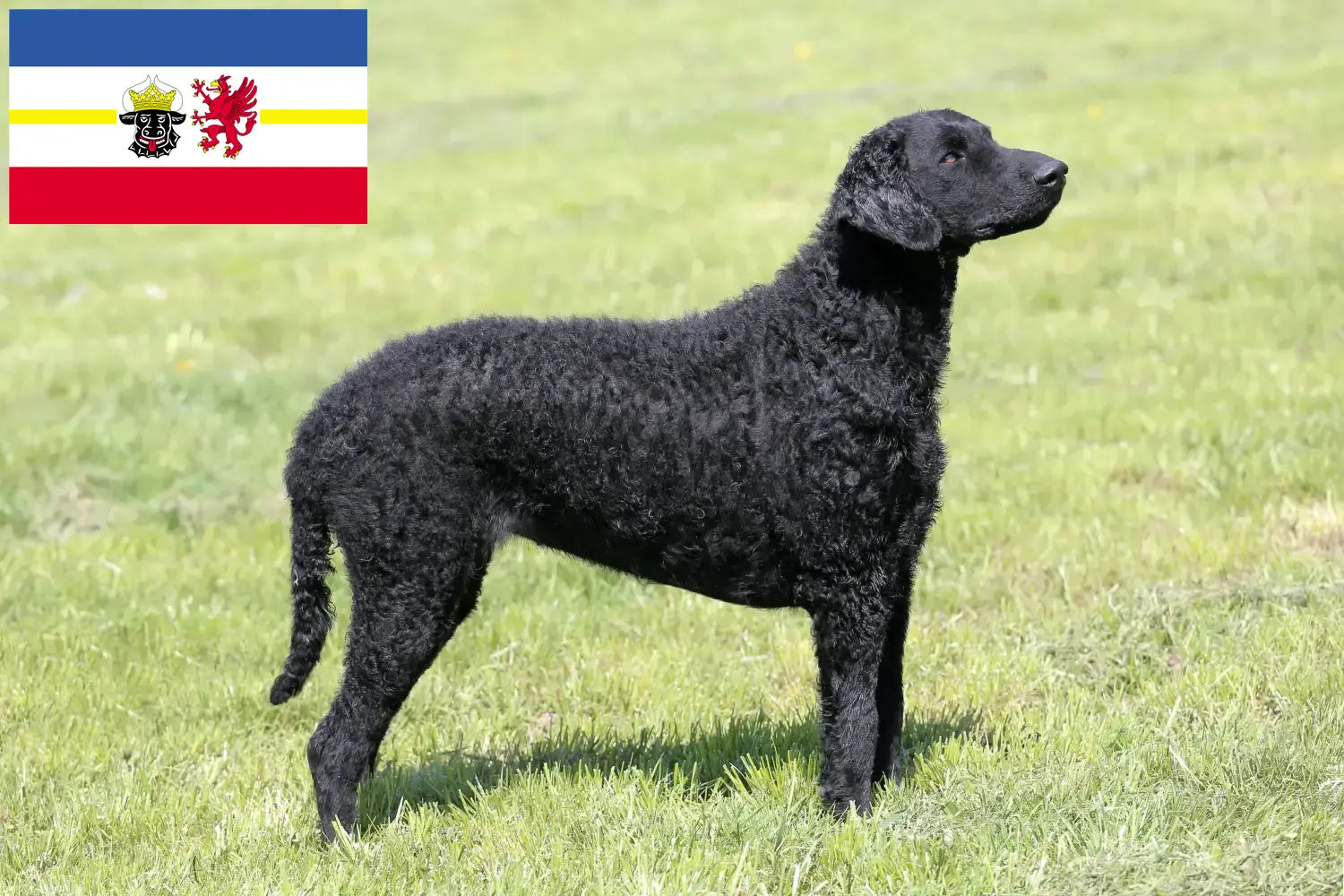 Read more about the article Mecklenburg-Vorpommern’de Curly Coated Retriever yetiştiricileri ve köpek yavruları