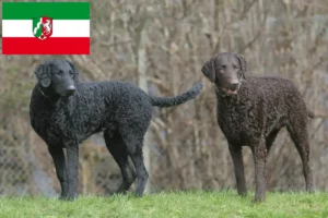 Read more about the article Kuzey Ren-Vestfalya’da Curly Coated Retriever yetiştiricileri ve köpek yavruları