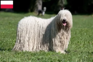 Read more about the article Polonya’da Komondor yetiştiricileri ve köpek yavruları